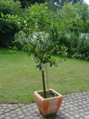 GrößenänderungZitronenbaum 003.jpg