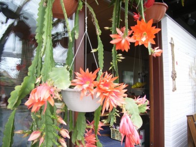 Epiphyllum 07.jpg