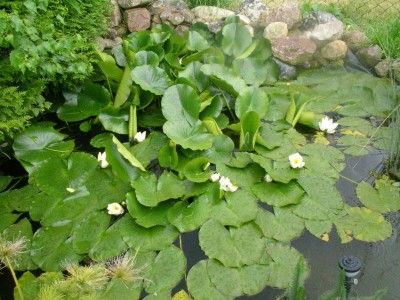im teich 001.JPG