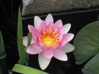 Seerose rosa.jpg