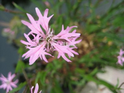 Img_2210.jpg