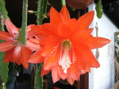 Epiphyllum 06.jpg