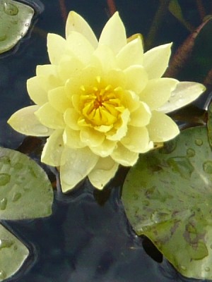 nymphaea_joey_tomocik.jpg