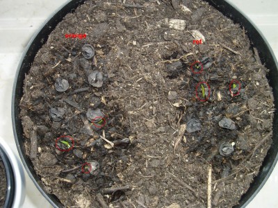 Amaryllis-Keimlinge Blättchen.JPG