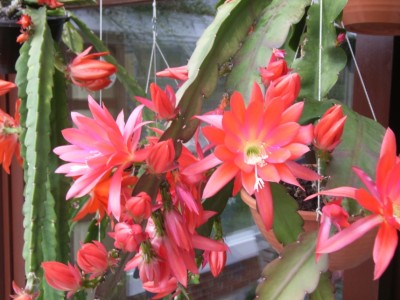 Epiphyllum 05.jpg