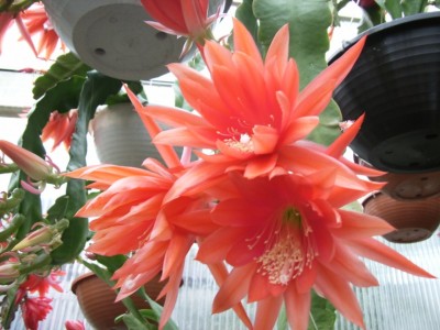 Epiphyllum 04.jpg