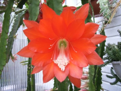 Epiphyllum 03.jpg