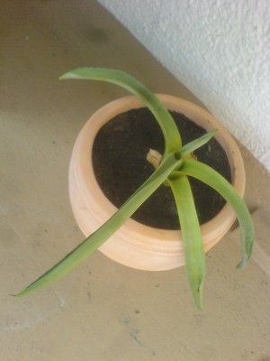 Agave3_14.05.08.JPG
