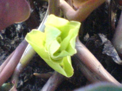 DSC00137.JPG