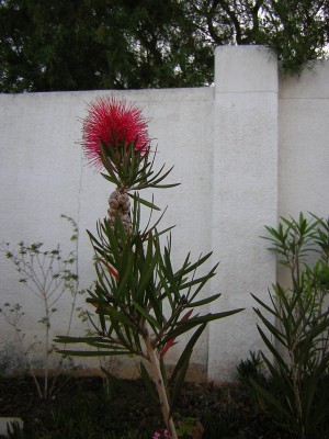 Mai 2008 mit Mutter 008.jpg