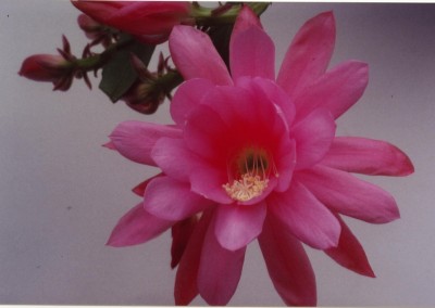 Epiphyllum 01.jpg