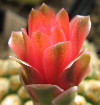IMG_6481a Gymnocalycium uebelmannianum.JPG