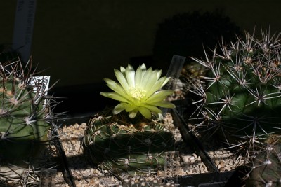 gymno4.jpg