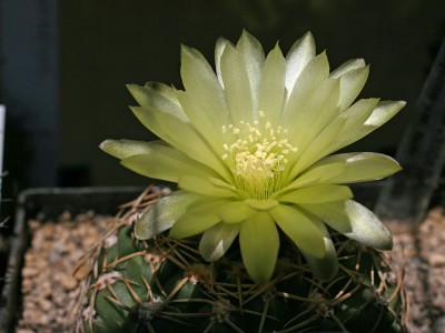 gymno3.jpg