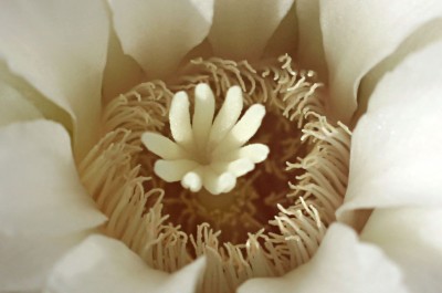 gymno1-1.jpg