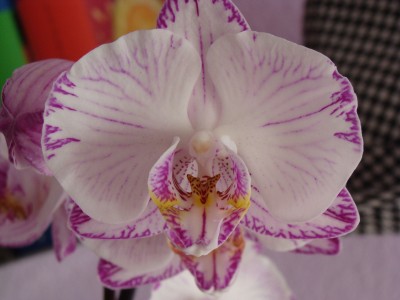 Orchi_Blüte.jpg
