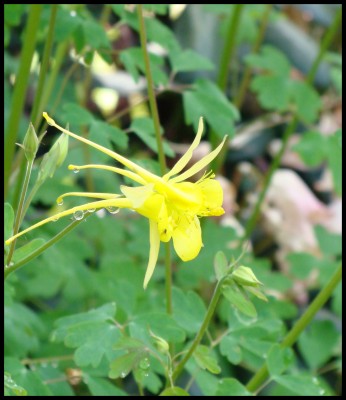 Yellow2.jpg