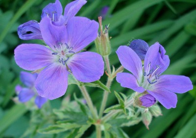 08.05.2008 geranium.jpg