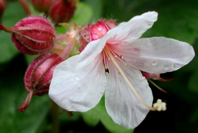 16.04.2008 geranium macrorrhizum.jpg