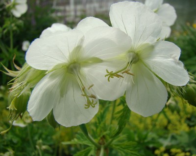 12.06.2008 geranium8.jpg