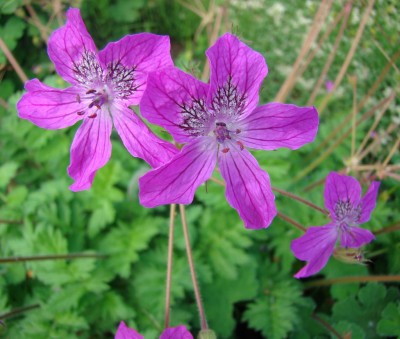12.06.2008 erodium.jpg