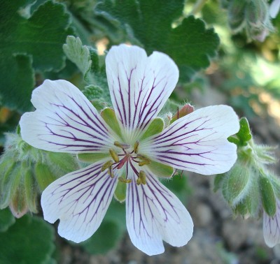 08.05.2008 geranium  renardii.jpg
