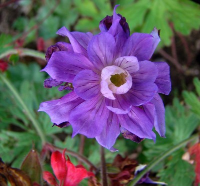 12.06.2008 geranium4.jpg
