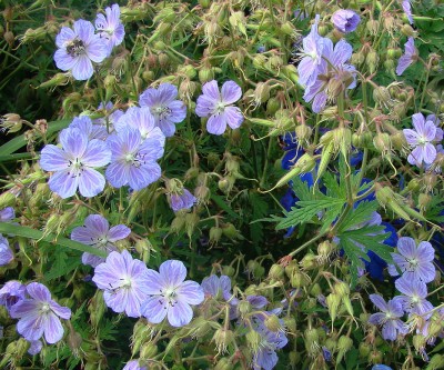 12.06.2008 geranium6.jpg