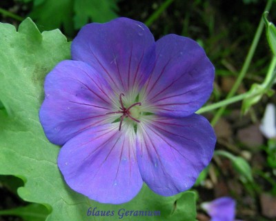 blaues Geranium w.jpg