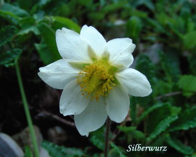 Silberwurz w.jpg