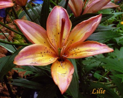 Lilie w.jpg