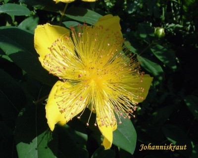 gr. Johanniskraut w.jpg