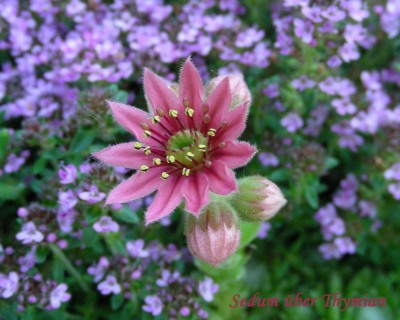 Sedum über Thymian w.jpg