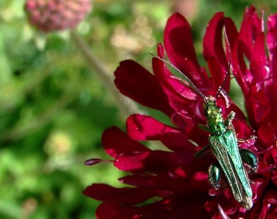 12.06.2008 käferchen1.jpg