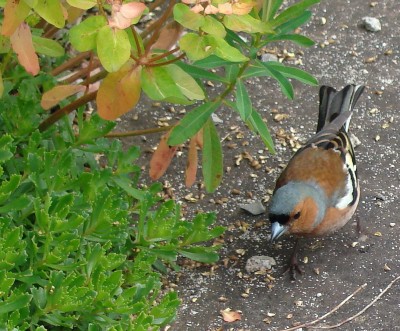 12.06.2008 buchfink.jpg