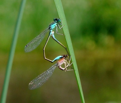 12.06.2008 hübsche5.jpg