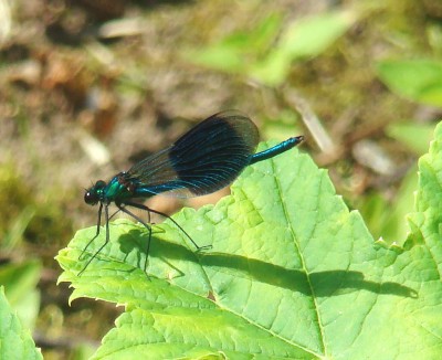 12.06.2008 hübsche2.jpg