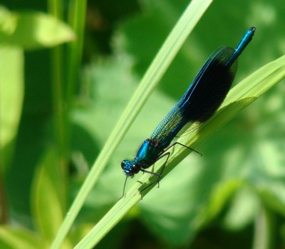 12.06.2008 hübsche.jpg