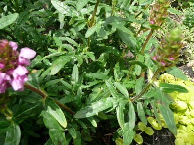 2008-06-13 033.jpg