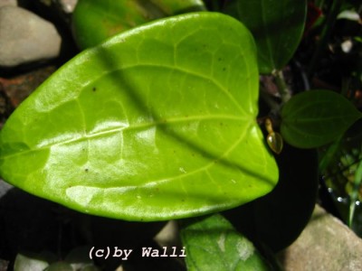 Hoya Subquintuplinervis Blatt.JPG
