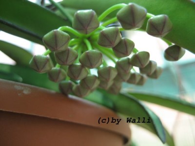Hoya Wayettii Knospe.JPG