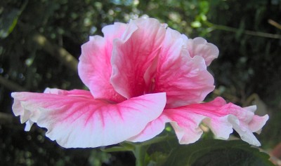 OhLaLa_09-06-08-177.jpg