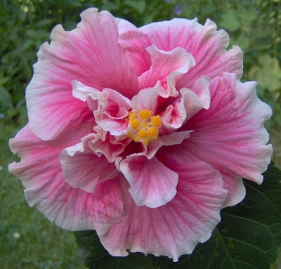OhLaLa_09-06-08-181.jpg