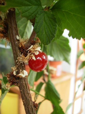 Japanische Zierkirsche essbar? Prunus tomentosa · Pflanzen & Botanik ·  GREEN24 Pflanzen & Garten Forum