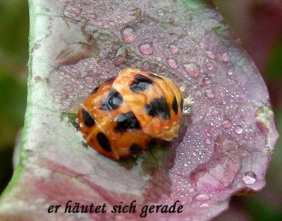 er häutet sich gerade.jpg