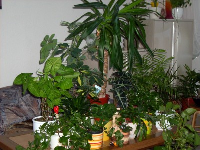 DSCI0004.jpg