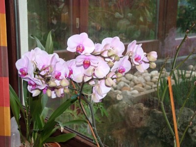 DSCF4313.jpg