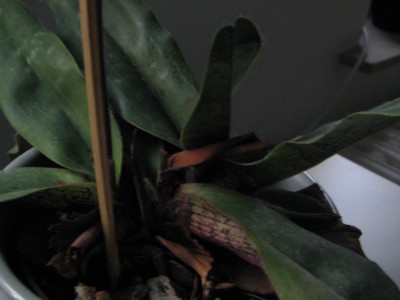 brutblätter und andre pflanzen 009.jpg