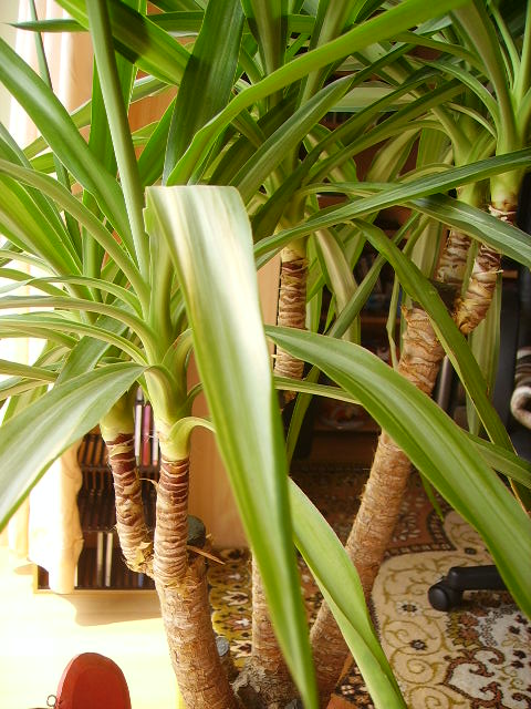 Bitte Hilfe! Yucca-Palme krank! · Pflanzenkrankheiten & Schädlinge ·  GREEN24 Pflanzen & Garten Forum