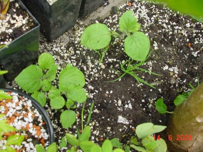 Kapstachelbeeren kommen wieder 0608.jpg